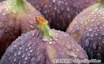 无花果食用价值与功效