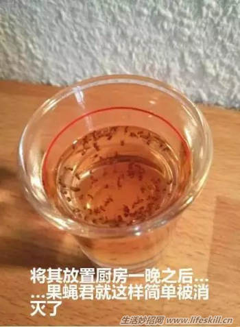 自制“糖衣炮弹”，无毒消灭苍蝇果蝇