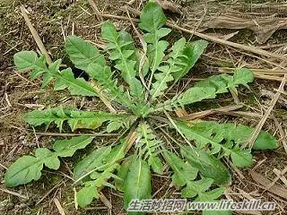 春天里能吃的野菜你都认识么？