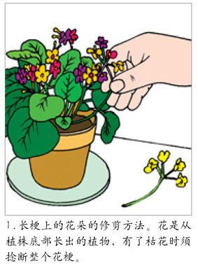 生活窍门：盆花修剪三法