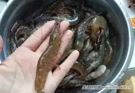 怎样挑选新鲜肥美的海鲜？