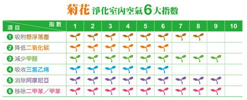 秋天，给家里放几盆菊花来净化空气吧！