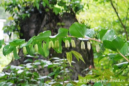 黄精花的资料介绍