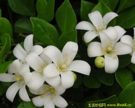 如何使九里香花繁叶茂？