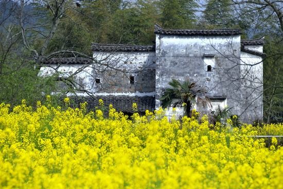 初春婺源预热季 赶赴春天的约会