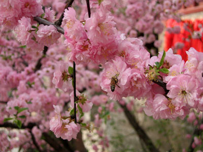 春到桃花源