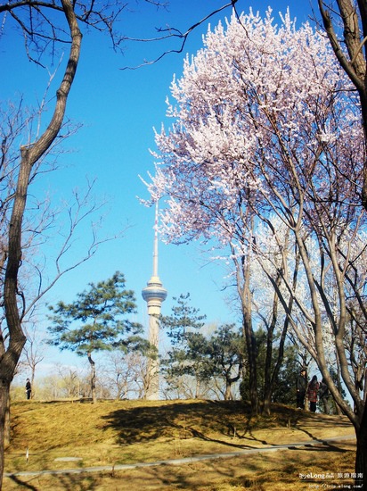 盘点国内十大最美樱花地