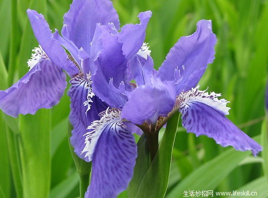 鸢尾花的资料