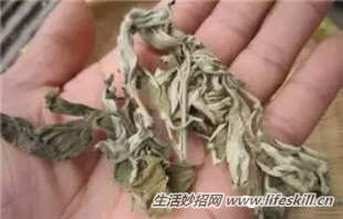 艾叶和酒治腰腿疼，2次就不疼了