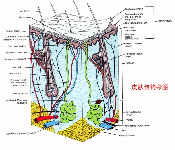 你的手上起过水泡吗？