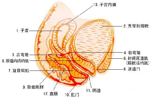 正确认识子宫