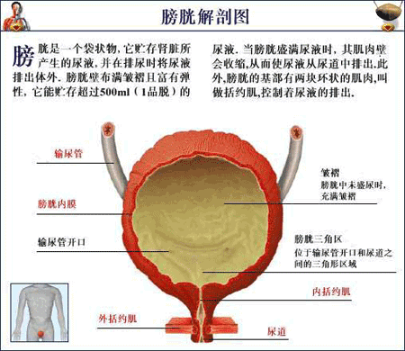 为什么憋尿有害身体健康