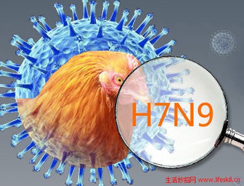 H7N9禽流感的介绍